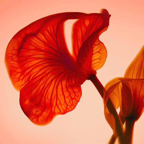 Red floating virtual flower